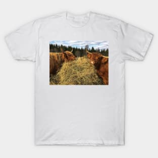 Scottish Highland Cattle Cows 2357 T-Shirt